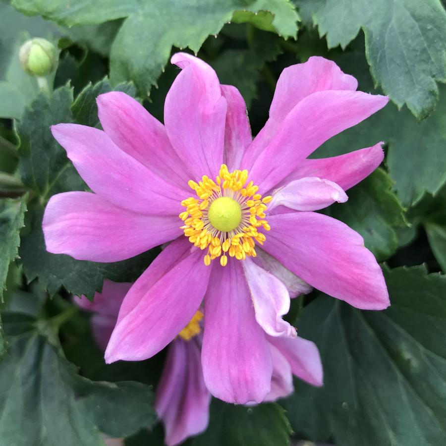 Anemone Pretty Lady Emily