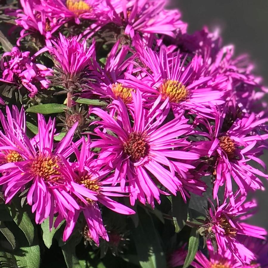 Aster novae-angliae Vibrant Dome