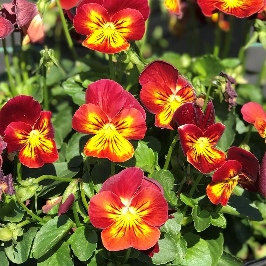 Viola Endurio® Red Flare