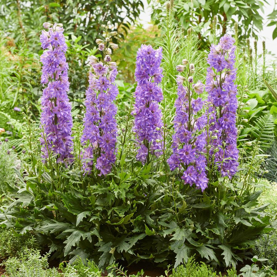 Delphinium Delgenius™ Breezin