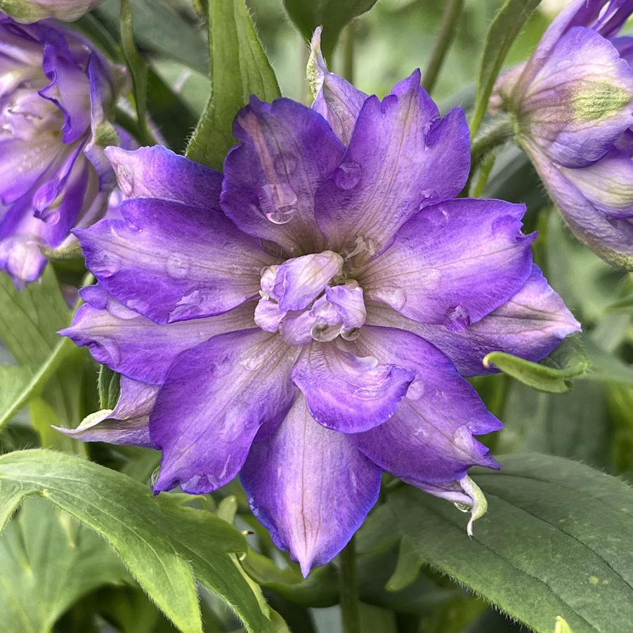 Delphinium Delgenius Breezin Delphinium From Saunders Brothers Inc Delphinium Delgenius Breezin Delphinium From Saunders Brothers Inc
