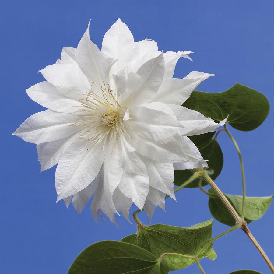 Clematis Duchess of Edinburg