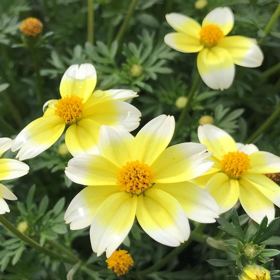 Bidens Spicy Electric White