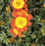 Bidens Blazing Glory