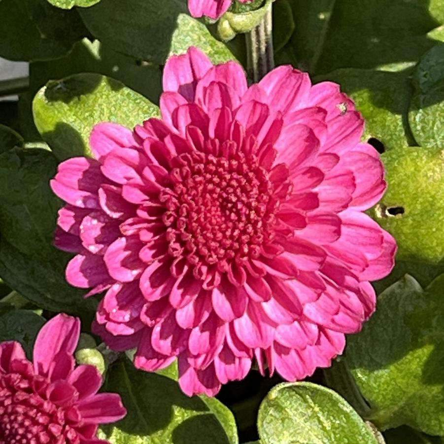 Chrysanthemum Gigi Dark Pink