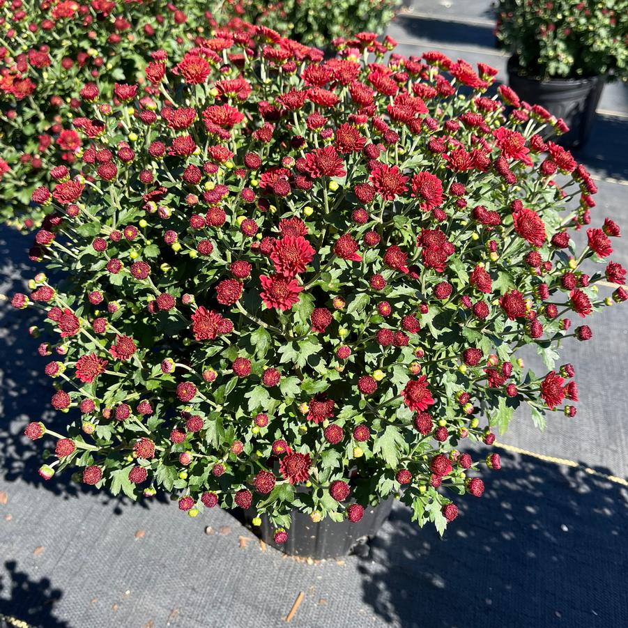 Chrysanthemum Jasoda Red