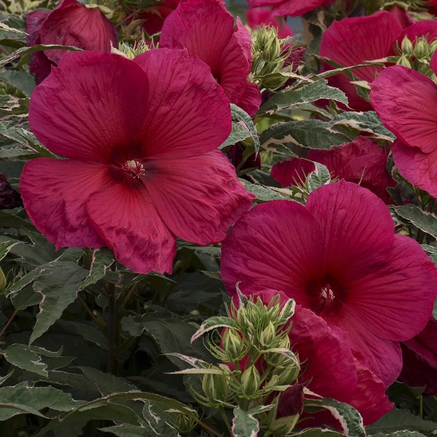 Hibiscus Summer Carnival