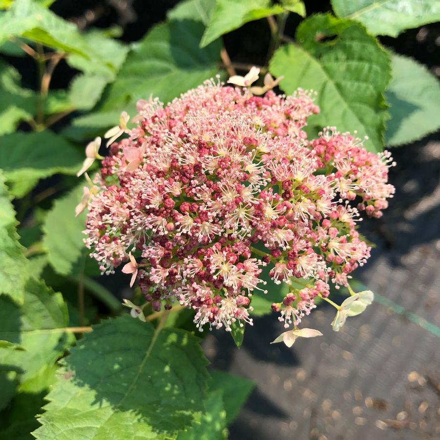 Hydrangea arborescens Pinky Pollen Ring