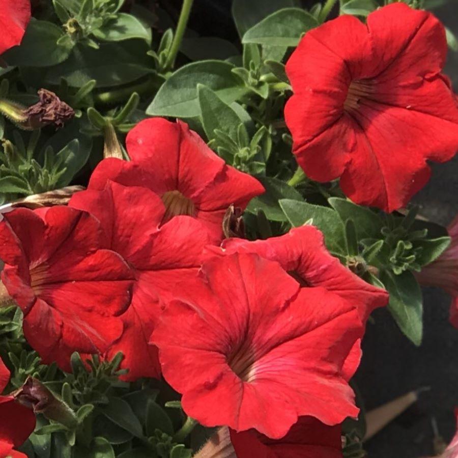 Petunia Supertunia® Really Red