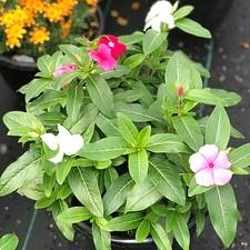 Vinca Cora® XDR Mix