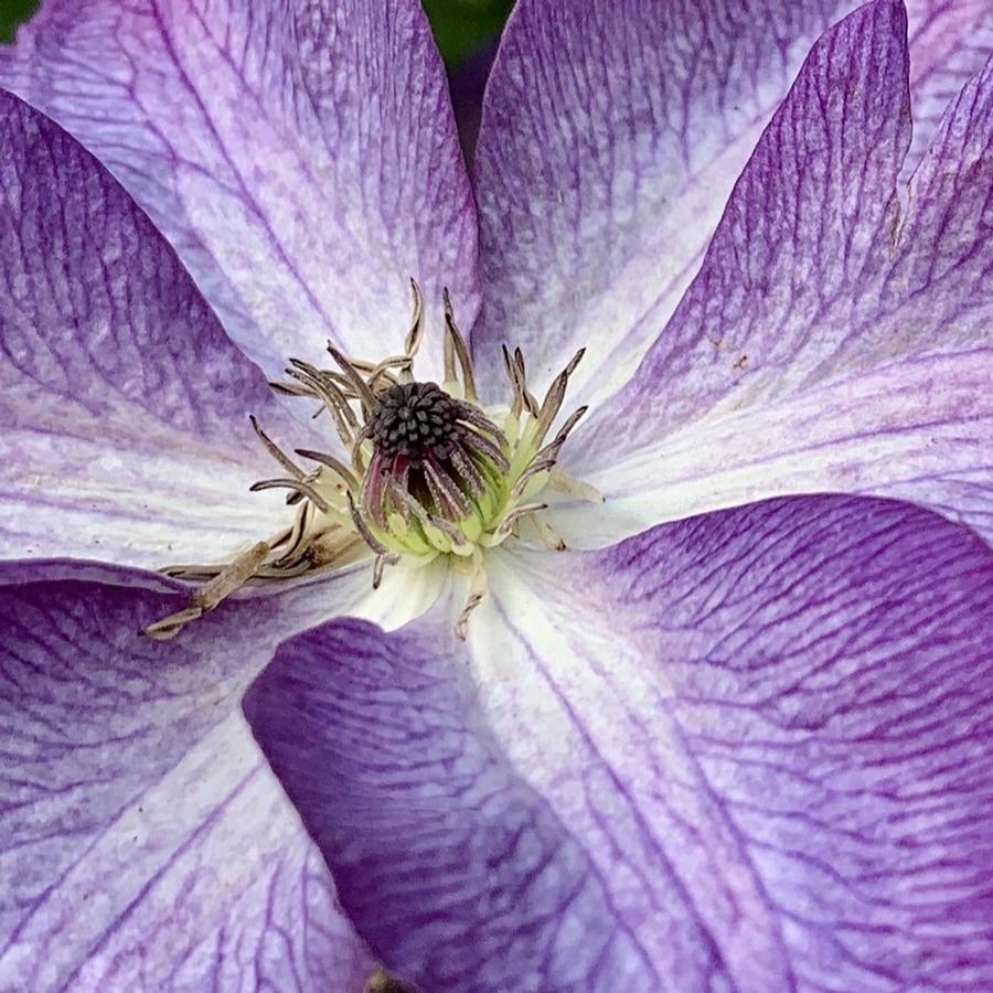 Clematis Venosa Violacea