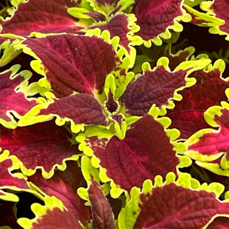 Coleus Solar Flare