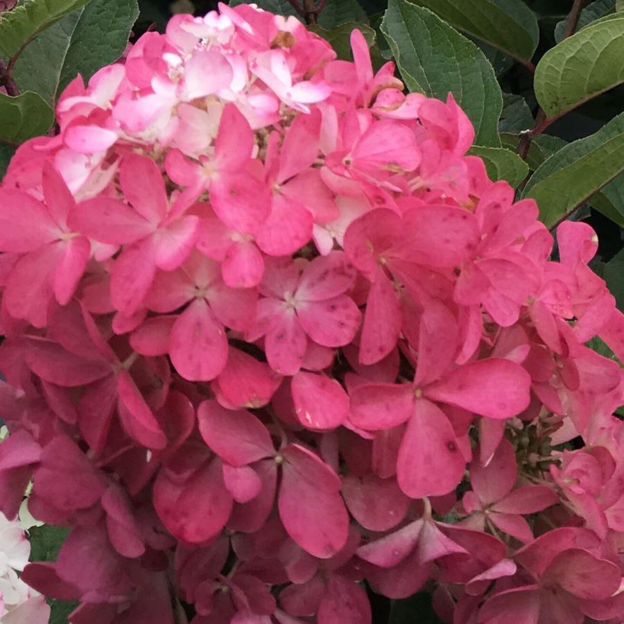 Hydrangea paniculata Pinky Winky Prime®