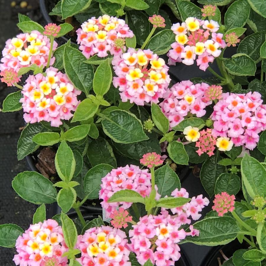 Lantana Bandana Pink Lantana From Saunders Brothers Inc