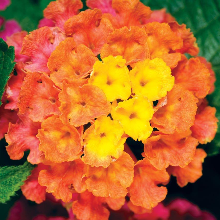Lantana Bandana® Cherry Sunrise