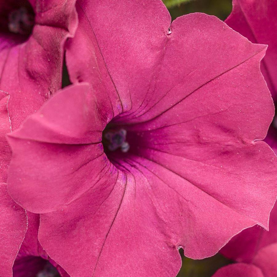 Petunia Supertunia® Vista® Fuchsia