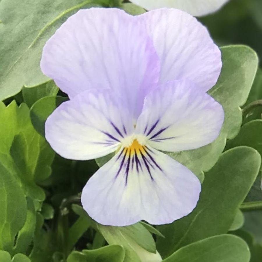 Viola Endurio Sky Blue Martien™