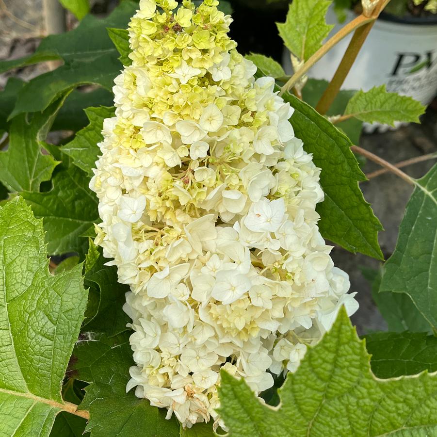 Hydrangea quercifolia Gatsby Moon®