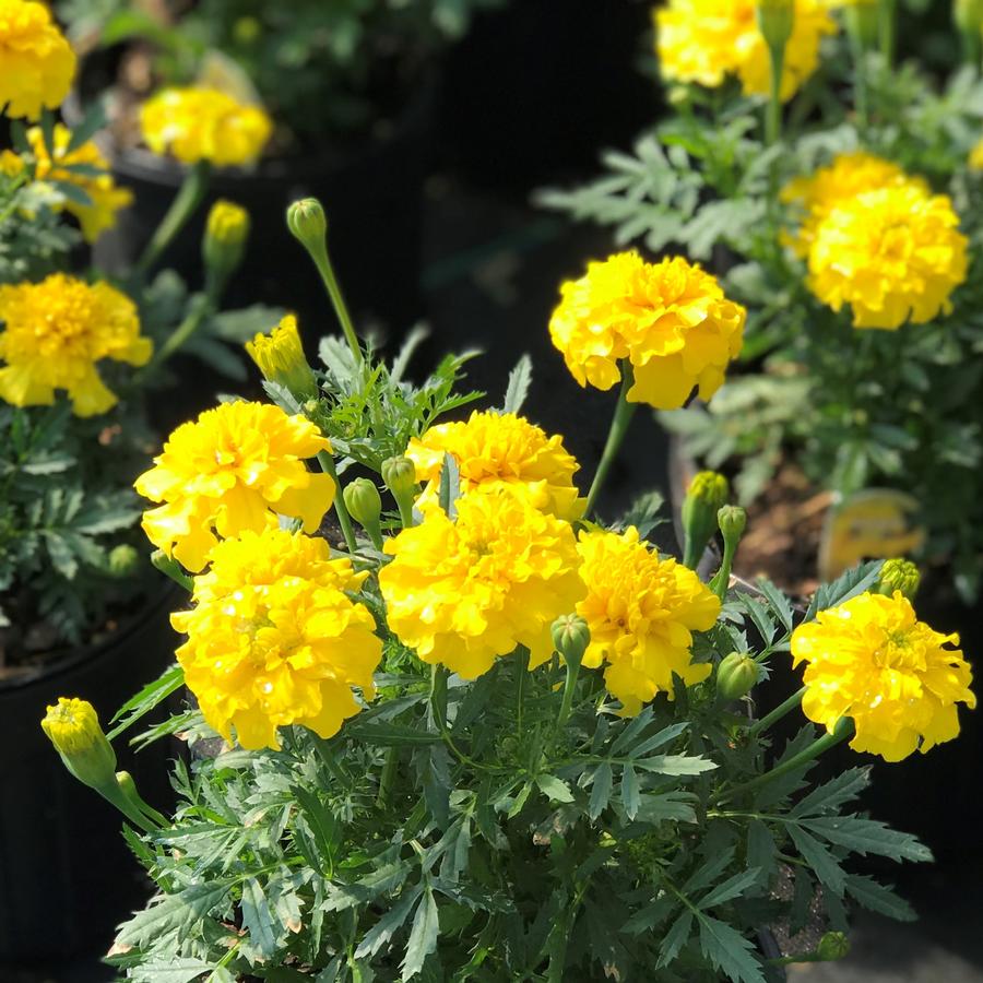 Marigold 'Bonanza Yellow'