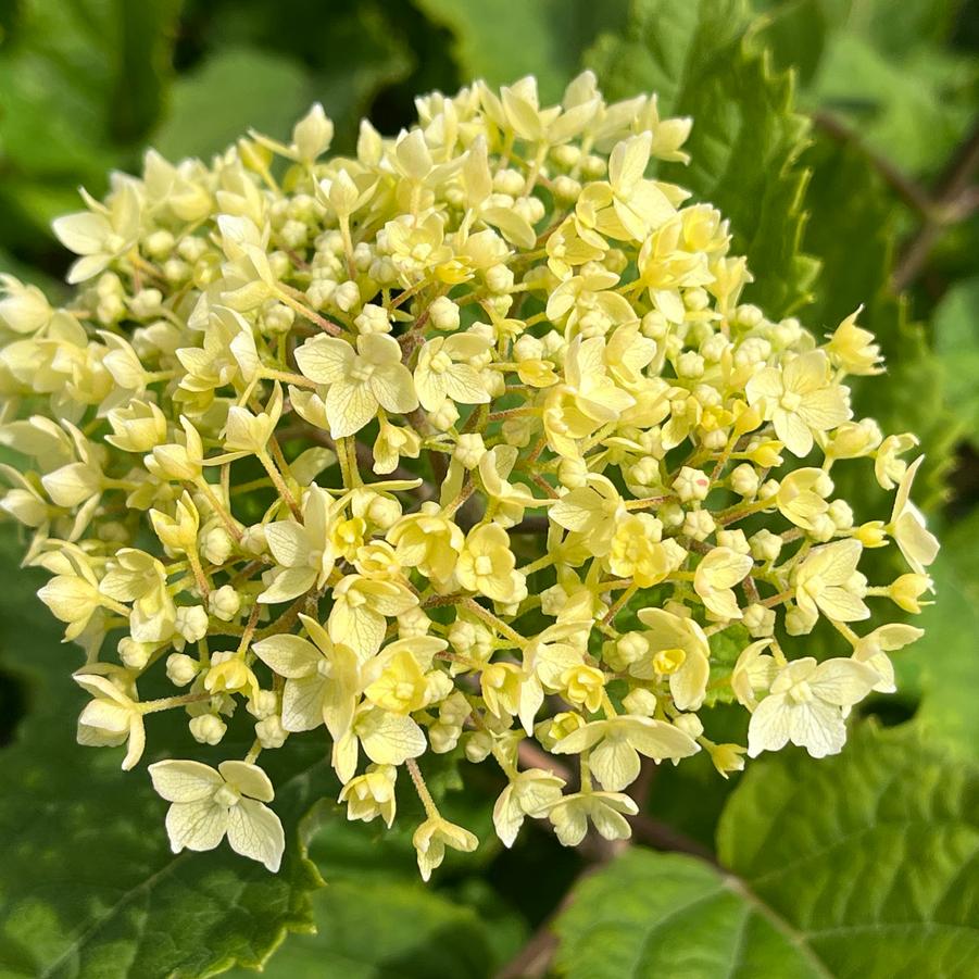 Hydrangea arborescens Flowerfull™