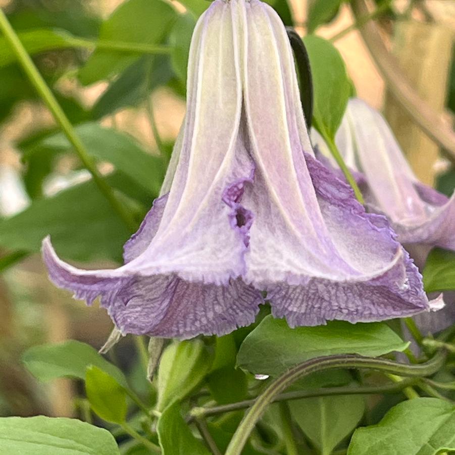 Clematis Betty Corning