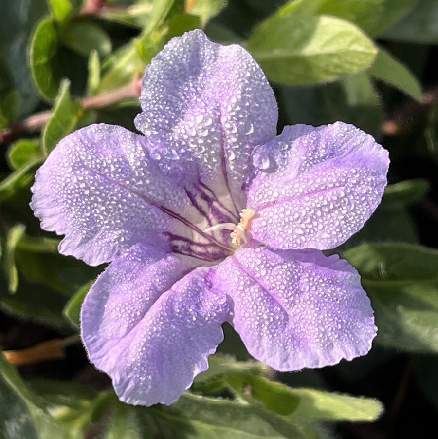 Ruellia humilis 