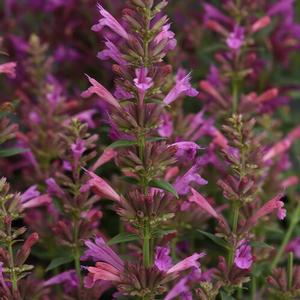 Agastache mexicana Summerlong™ Magenta