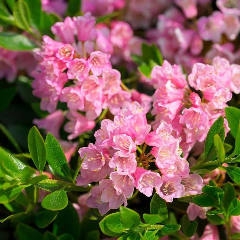 Azalea x Bloombux® Magenta