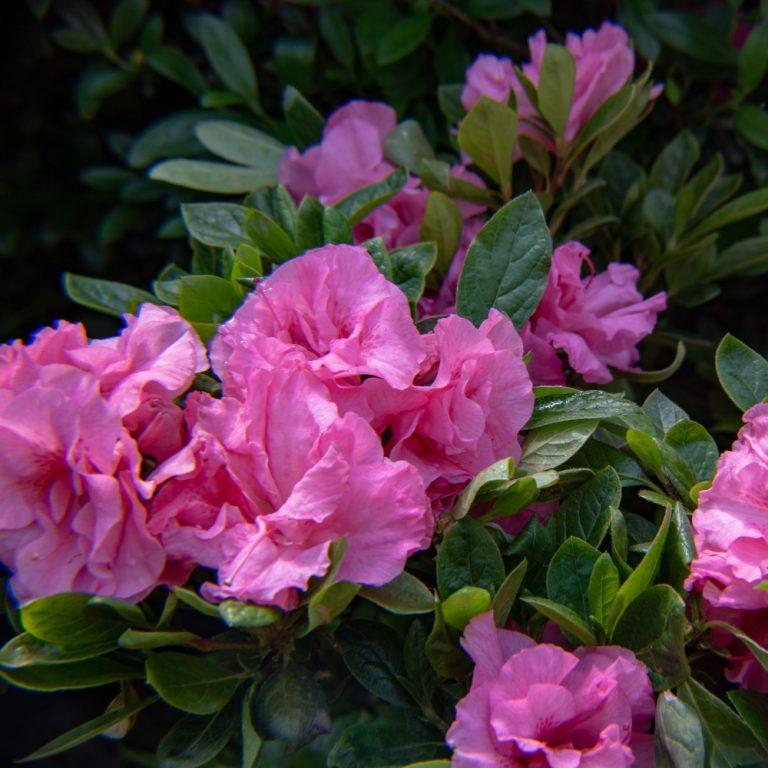 Azalea x Ever After™ Pink