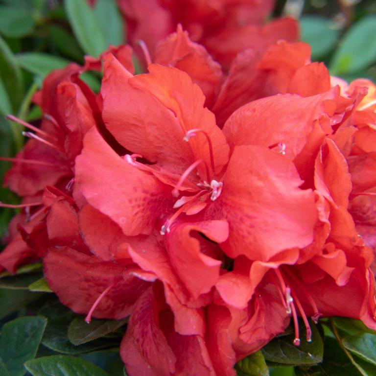 Azalea x Ever After™ Ruby