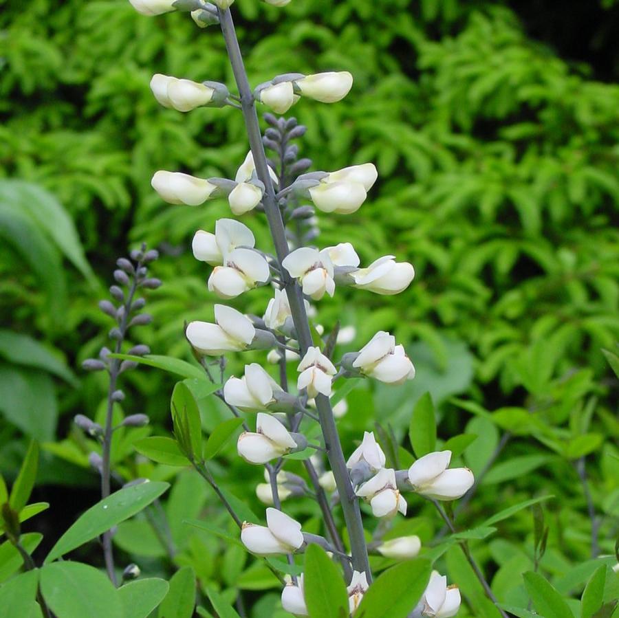 Baptisia alba var macrophylla