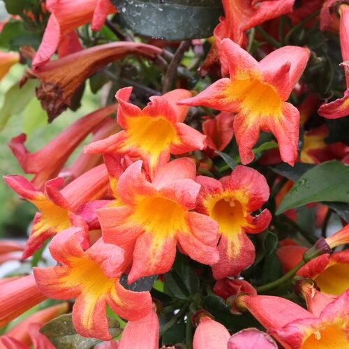 Bignonia capreolata Dressed To Thrill™