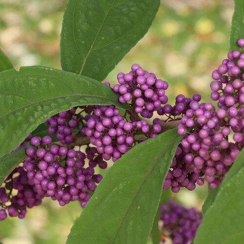Callicarpa Bubble Up™