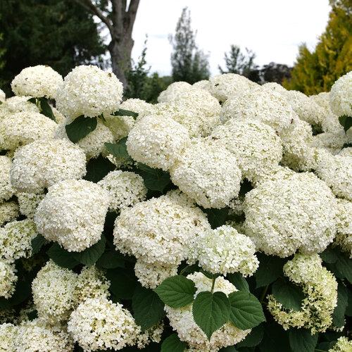 Hydrangea arborescens Incrediball Stormproof™