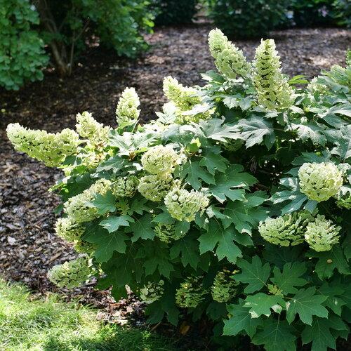 Hydrangea quercifolia Gatsby Glow Ball®