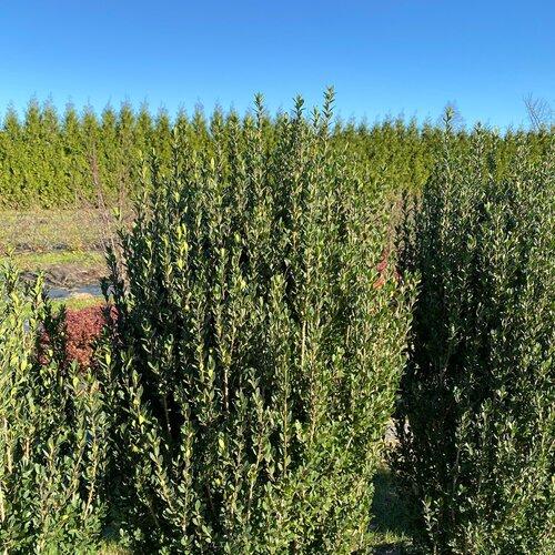 Ilex crenata Hedge Box®