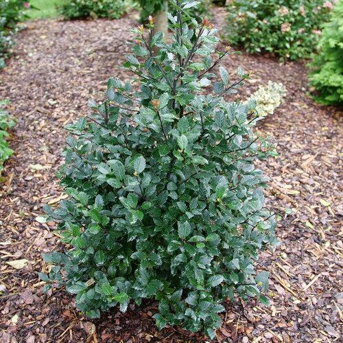 Ilex x meserveae Castle Rouge®
