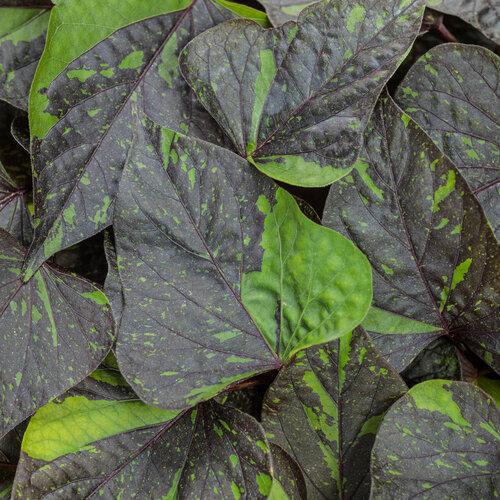 Ipomoea Sweet Caroline Shadowstorm™