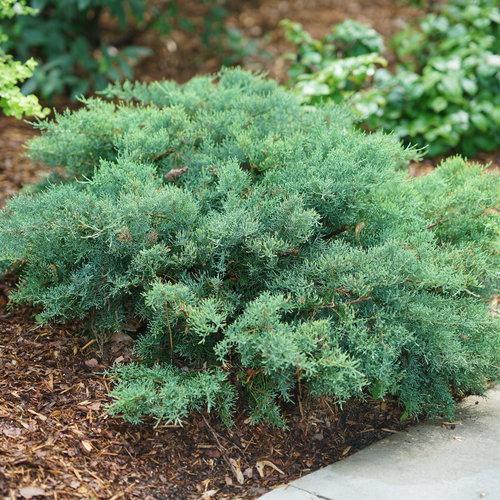 Juniperus chinensis Montana Moss®