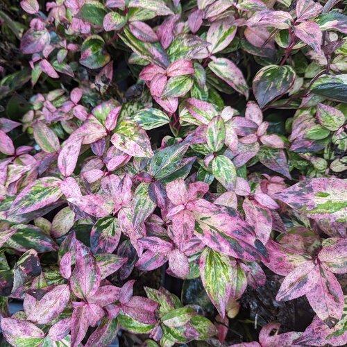 Leucothoe fontanesiana Paisley Pup®