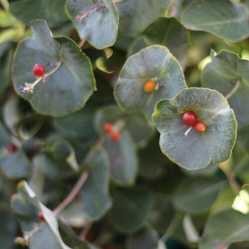 Lonicera reticulata Kintzley's Ghost®