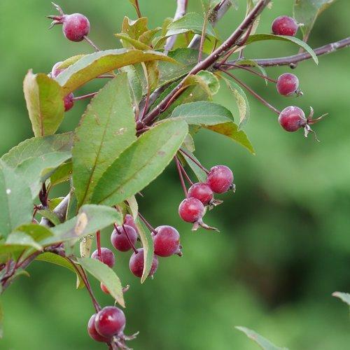 Malus Show Time™
