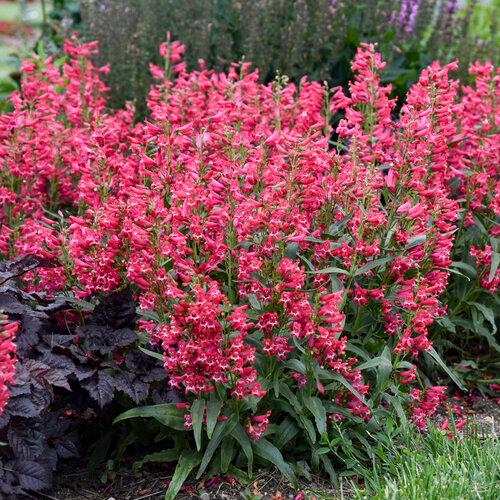Penstemon barbatus 'Rose Rhinestones'