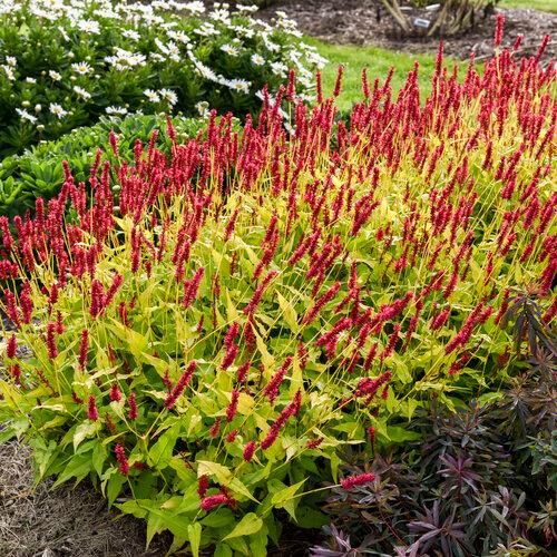 Persicaria 'Glowing Reviews'