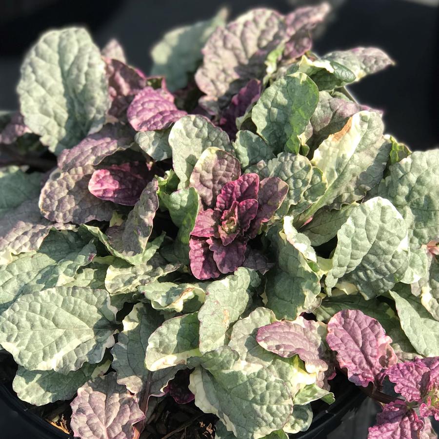 Ajuga reptans 'Burgundy Glow'