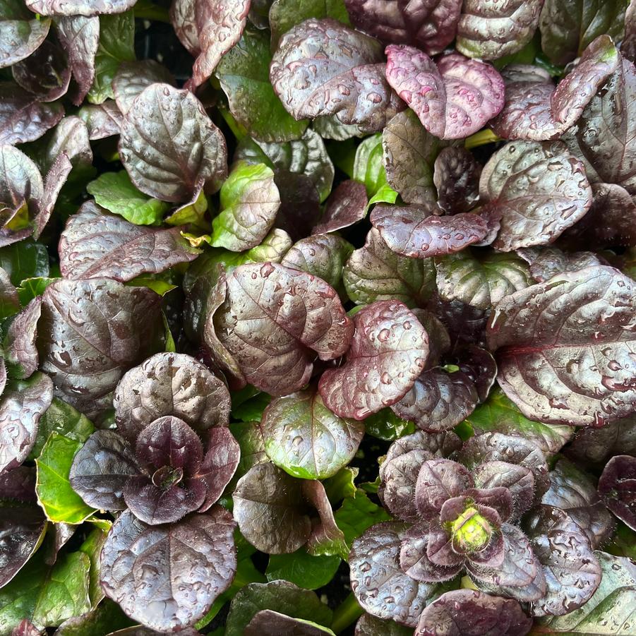 Ajuga reptans 'Catlin's Giant'