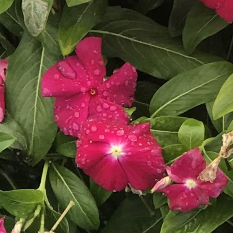 Vinca Cora™ Mix