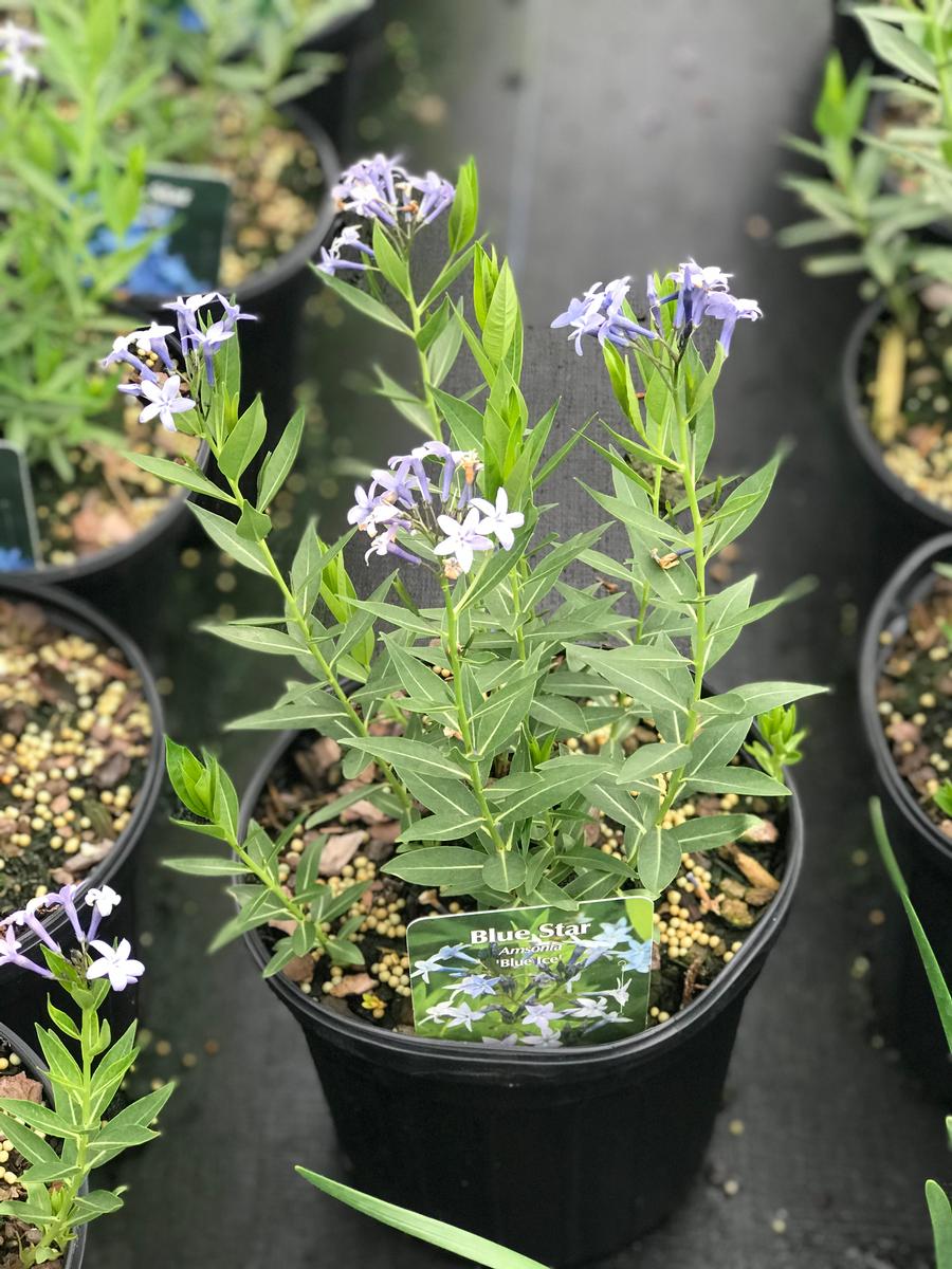 Amsonia x 'Blue Ice'