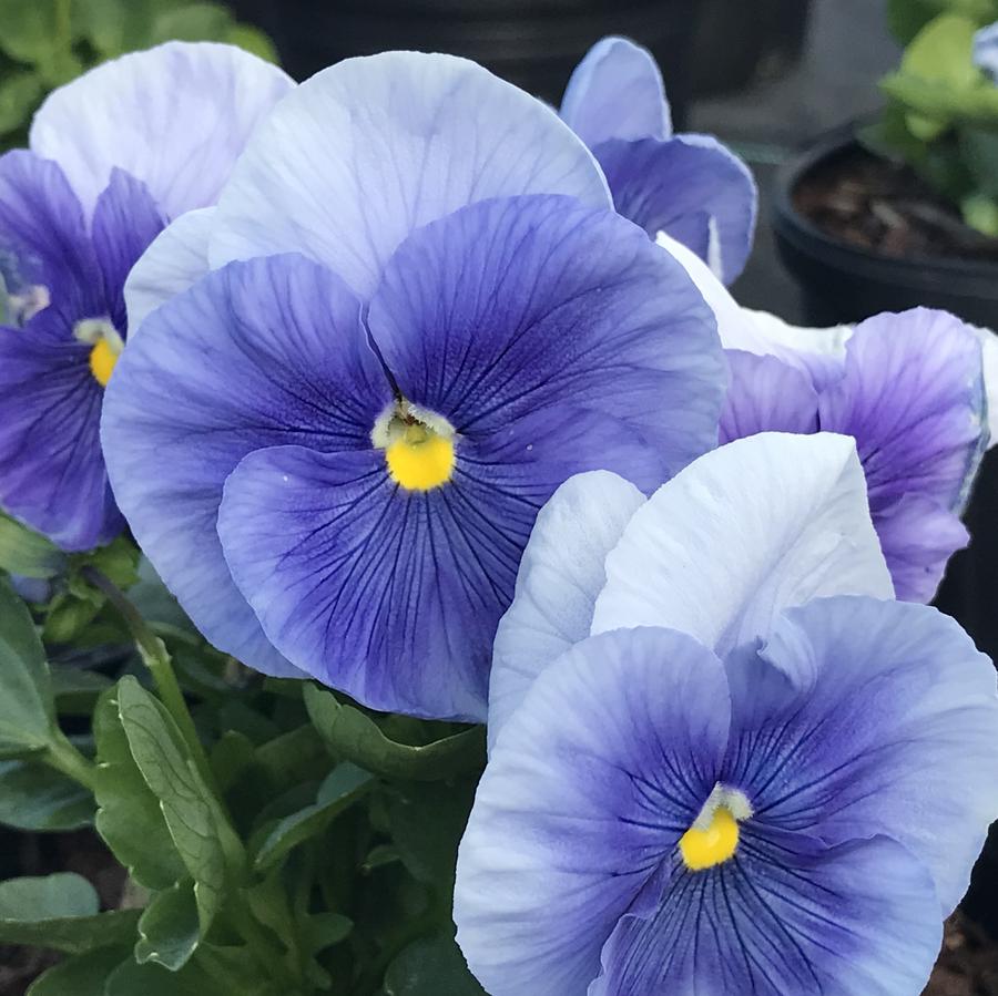 Pansy 'Delta Premium Pure Light Blue'