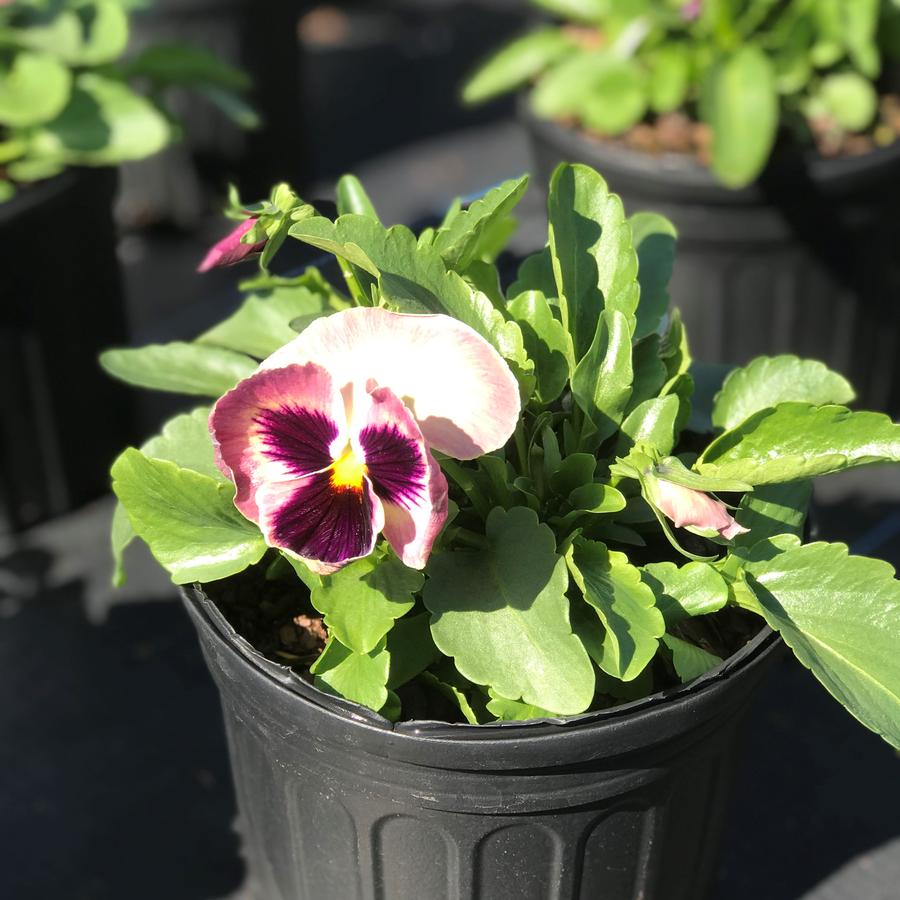 Pansy Majestic Giant II Sherry